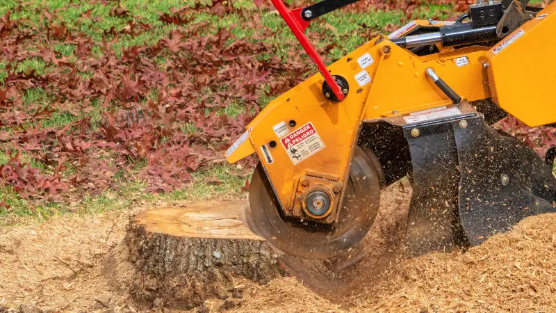 Another view of a professional stump grinding operation in progress.