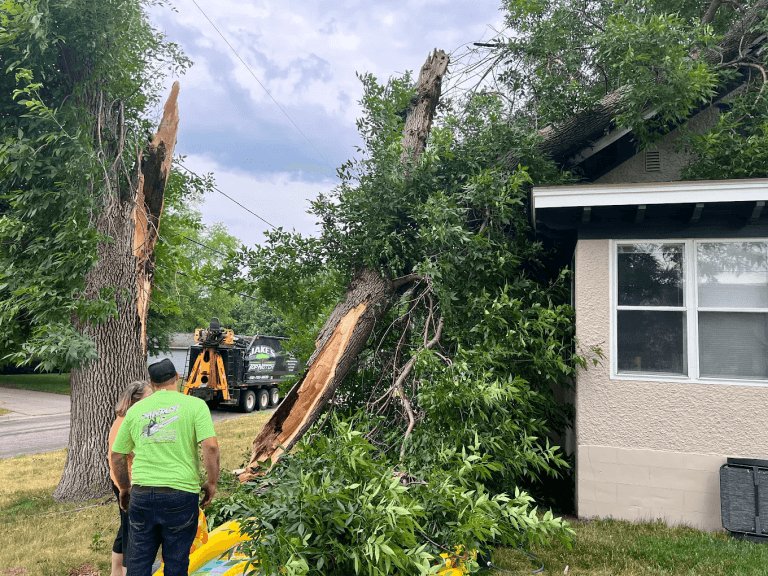 What to Do If a Tree Falls on Your House