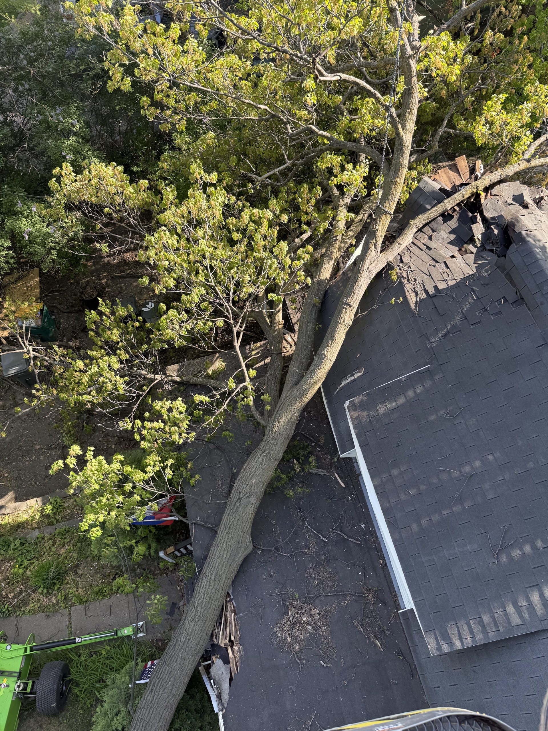 Healthy tree at risk of damage from summer storms in Minnesota, highlighting potential hazards.