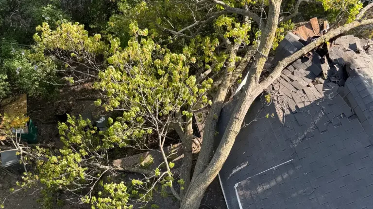 Jake's Top Notch Tree Service trimming tree branches overhanging roof in Minneapolis Minnesota