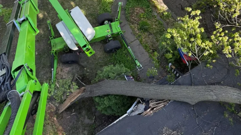 Summer Storms, Oak Wilt, and Emergency Tree Service Minneapolis Homeowners Can Count On