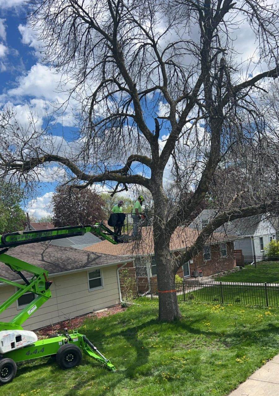 Diseased ash tree removal in Minneapolis MN with full cleanup